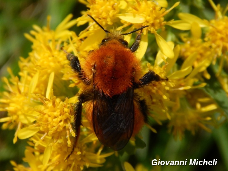 Bombus pascuorum? S.